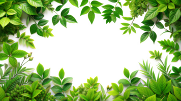 Rectangular Leaf Frame with Green Leaves on Transparent Background png