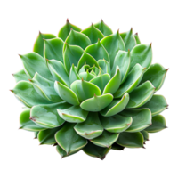 Plants and Houseplants for Home Decor and Plant Lovers png