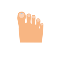 Toes on the right foot with a titanium staple on the thumb for correction of the shape of the toenail cartoon illustration isolated png