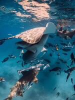Stingray, sharks and a lot of fish swims undersea in ocean. photo