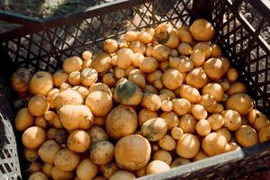 Fresh potatoes in plastic box on field photo
