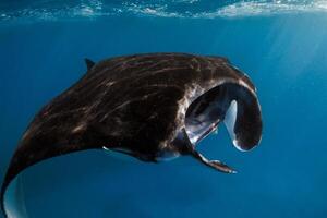 Close up view of manta ray fish. Big sting ray in transparent blue ocean photo