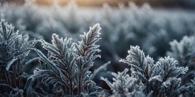 Close up of frost covered plants, suitable for winter themes. photo