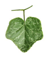 green pumpkin leaf on a transparent background, a leaf with a leaf of pumpkin closeup photography, png