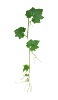 a green plant with gourd leaves, a green leaf and tip of pumpkin is shown on a transparent background, a plant with leaves on a transparent background png