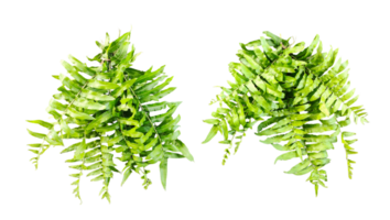 a green fern with green leaves mockup on a transparent background, two green plants hanging from a branch, green ferns on transparent background, png