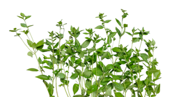 a plant with leaves on a transparent background, green leaves mockup on a white background, png
