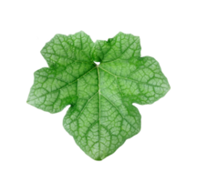 a green pumpkin leaf on a transparent background, a leaf with a leaf of pumpkin closeup photography, png