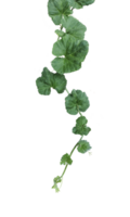 a green plant with gourd leaves, a green leaf and tip of pumpkin is shown on a transparent background, a plant with leaves on a transparent background png