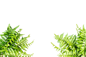 green plant with green leaves on a transparent background green plants mockup on a transparent background png