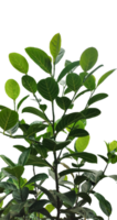 a plant with green leaves of jackfruit on a transparent background, a plant with green leaves and a background png