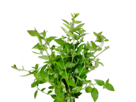 a plant with leaves on a transparent background, green leaves mockup on a white background, png