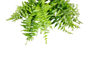 a green fern with green leaves mockup on a transparent background, two green plants hanging from a branch, green ferns on transparent background, png