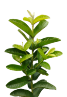 a plant with green guava leaves and a transparent background, a plant with green leaves on a white background png