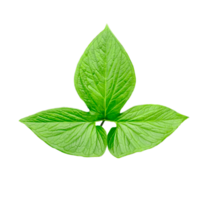 green raw leaves set on a transparent background, a large green monstsara leaf on a transparent background, a plant with green leaves in a garden, png