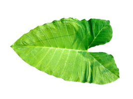 green raw leaves set on a transparent background, a large green monstsara leaf on a transparent background, a plant with green leaves in a garden, png