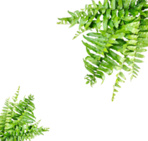 a green fern with green leaves mockup on a transparent background, two green plants hanging from a branch, green ferns on transparent background, png