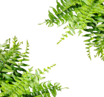 a green fern with green leaves mockup on a transparent background, two green plants hanging from a branch, green ferns on transparent background, png