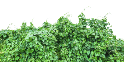 green ivy plant on a wall transparent background, green plants hanging from a tree on a background, a branch of a plant heart shaped leaf, png