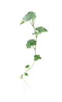 a green plant with gourd leaves, a green leaf and tip of pumpkin is shown on a transparent background, a plant with leaves on a transparent background png