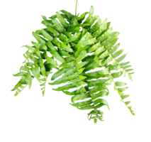 a green fern with green leaves mockup on a transparent background, two green plants hanging from a branch, green ferns on transparent background, png