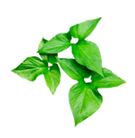 green raw leaves set on a transparent background, a large green monstsara leaf on a transparent background, a plant with green leaves in a garden, png