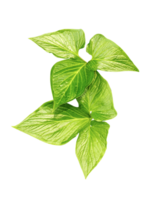 green raw leaves set on a transparent background, a large green monstsara leaf on a transparent background, a plant with green leaves in a garden, png
