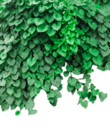 green ivy plant on a wall transparent background, green plants hanging from a tree on a background, a branch of a plant heart shaped leaf, png