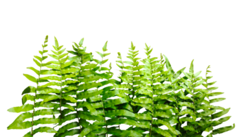 a green fern with green leaves mockup on a transparent background, two green plants hanging from a branch, green ferns on transparent background, png
