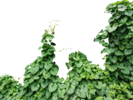 green ivy plant on a wall transparent background, green plants hanging from a tree on a background, a branch of a plant heart shaped leaf, png