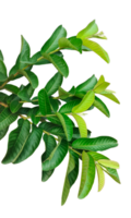 a plant with green guava leaves and a transparent background, a plant with green leaves on a white background png
