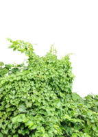 green ivy plant on a wall transparent background, green plants hanging from a tree on a background, a branch of a plant heart shaped leaf, png