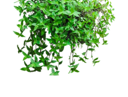 green ivy plant on a wall transparent background, green plants hanging from a tree on a background, a branch of a plant heart shaped leaf, png