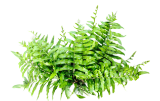 a green fern with green leaves mockup on a transparent background, two green plants hanging from a branch, green ferns on transparent background, png