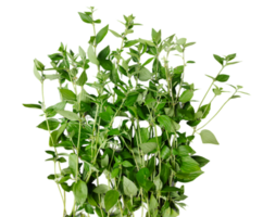 a plant with leaves on a transparent background, green leaves mockup on a white background, png