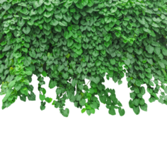green ivy plant on a wall transparent background, green plants hanging from a tree on a background, a branch of a plant heart shaped leaf, png