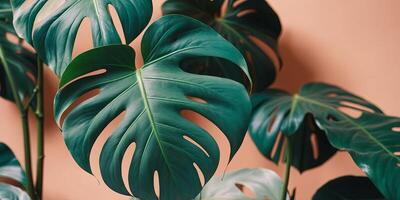 Close-up of several overlapping turquoise and peach tropical monstera leaves. photo