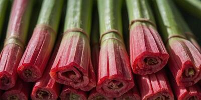 Close-up of vibrant rhubarb sticks in high resolution macro. photo