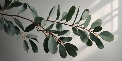 Eucalyptus branch with shadows on light background suitable for product presentation or cosmetic advertising display. photo