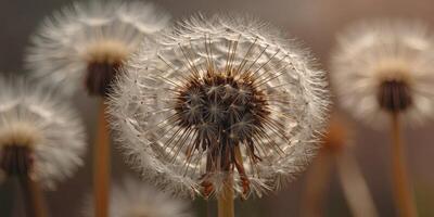 Macro close up of dandelion in peach fuzz color theme , color, dandelion, fuzz, theme. photo