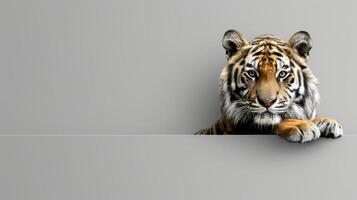 tiger on a gray background with copy space photo