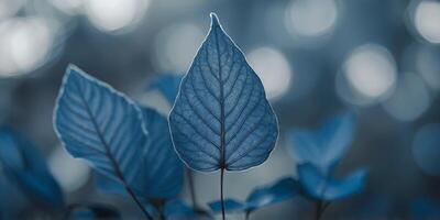 a blue leaf with a slightly blurred background of overlapping leaves. photo