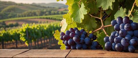 wooden table top with grapes for product display montages with blurred rows of grape bushes background. photo