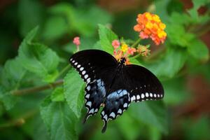 Macro image showing a black swallowtail butterfly photo