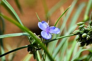 Macro image showing a violet color Spider wort flowers photo