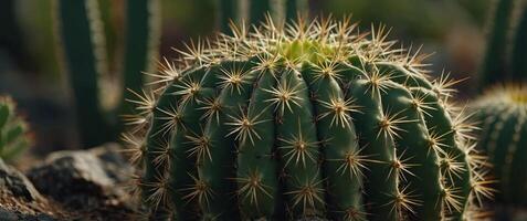 Close-up of a green cactus with spines and shallow roots. photo