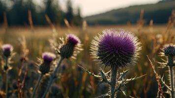 thistle dried with grass and forest blurred in the background. photo