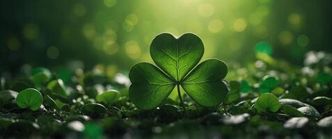 St Patrick's day background - shamrock and bokeh background. photo