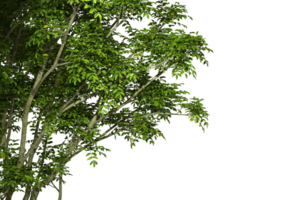Isolate greenery tree leaves branches realistic on transparent backgrounds 3d render png