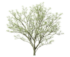 Dry tree growth life isolated transparent backgrounds 3d rendering png